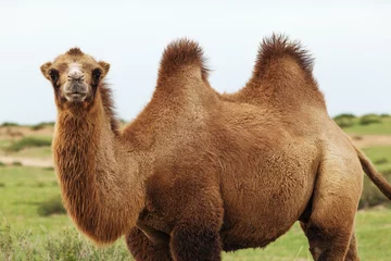 Abwaschbare Fototapete Kamel Kamel