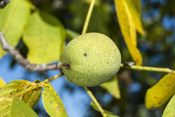 Fresh walnut in green skin on tree branch