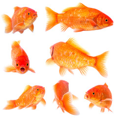 goldfishg