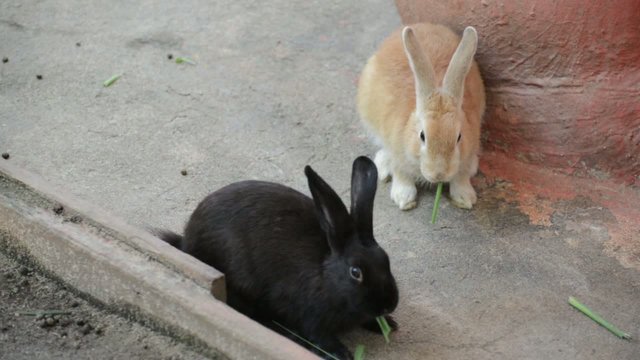 two rabbit bunnys
