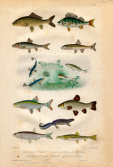 Fototapeta premium Histoire naturelle : Fish