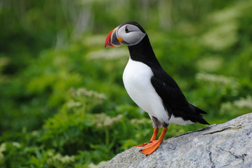 Perfect Standing Puffin Bird