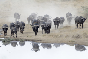 Buffalo herd going to drink. - obrazy, fototapety, plakaty