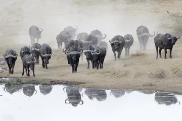 Afwasbaar Fotobehang Buffel Buffalo kudde gaat drinken.