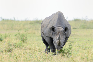 Black rhino on grass.