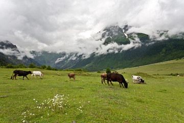 Fototapeta na wymiar Mountain landscape with cows.