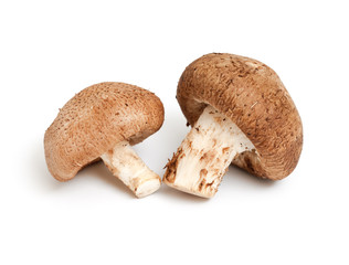 Close up of mushrooms isolated on white background