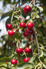 Reife Kirschen am Baum