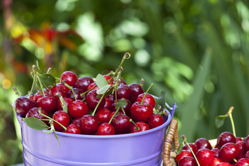 Kirschen im Blecheimer