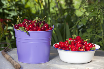 Kirschen aus dem Garten