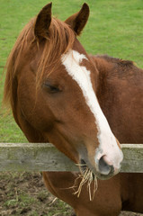 brown horse eating some straw