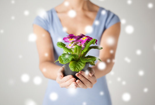 woman's hands holding flower in pot