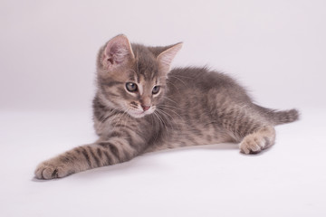 Kitten