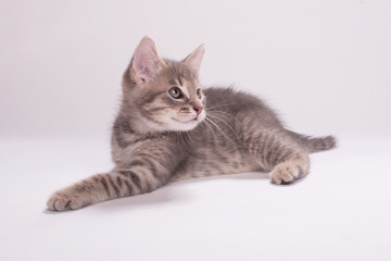 Kitten