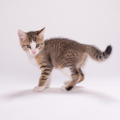 Obraz premium Kitten