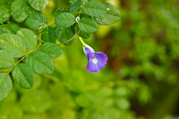Butterfly pea in garden