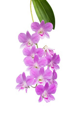 purple orchid on white background