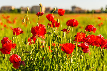 Fototapeta premium Papaveri a grappolo