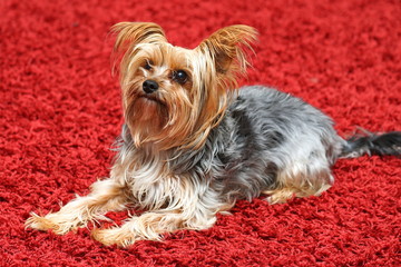 Pepper
