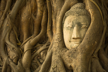 The Head of Buddha in Ayutthaya, Thailand.