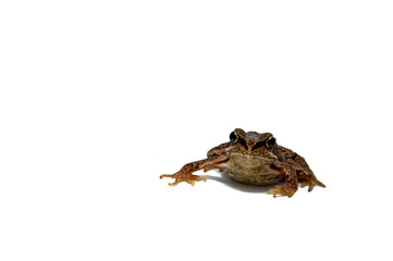 Frog