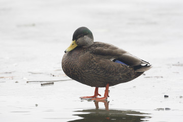 American black duck, Anas rubripes