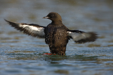 Black guillemot, Cepphus grylle