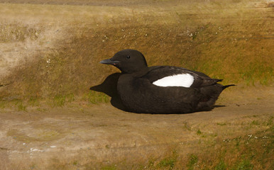 Fototapeta premium Black guillemot, Cepphus grylle