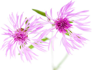 centaurea flowers isolated on white background