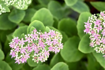 Stonecrop flower-Hylotelephium