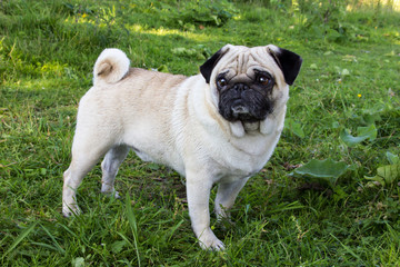Obraz premium pug dog outdoor