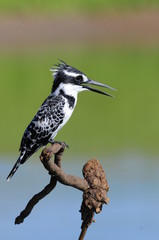 Obraz premium Pied Kingfisher (Ceryle rudis)