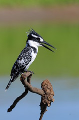 Pied Kingfisher (Ceryle rudis)