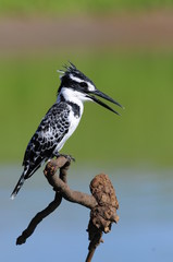 Obraz premium Pied Kingfisher (Ceryle rudis)
