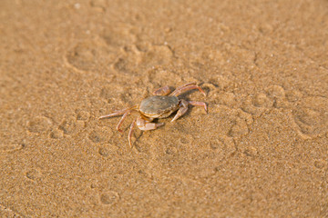 Baby crab on the sea shore