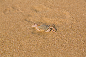 Baby crab on the sea shore
