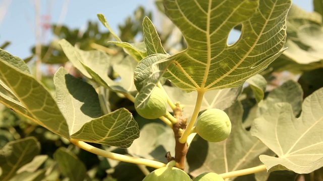 Feigenbaum