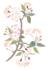 Illustration of abstract apple tree branch