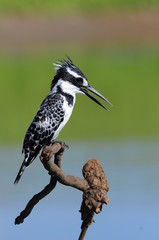 Kingfisher (Ceryle rudis)