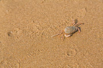 Baby crab on the sea shore