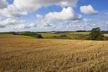 Obraz premium english agricultural landscape
