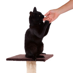 Black cat with a scratch pole