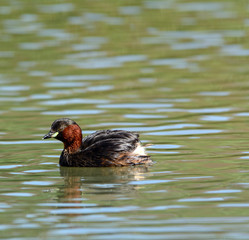 Tuffetto - Tachybaptus ruficollis