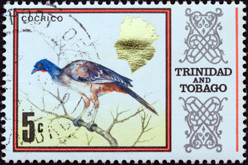 Rufous-vented chachalaca bird (Trinidad and Tobago 1969)