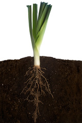 Fresh Leek
