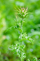 thistle