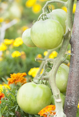 Green Tomatoes Growing on Allotment.