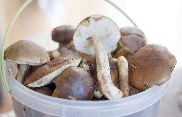 Bucket of Edible Mushrooms.
