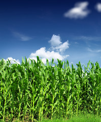 Obraz premium Corn Field