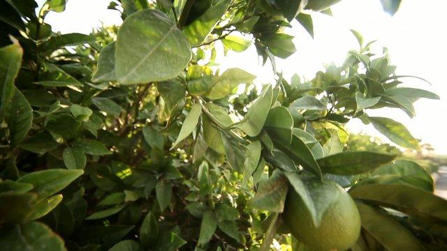 Limonenbaum mit Sonne